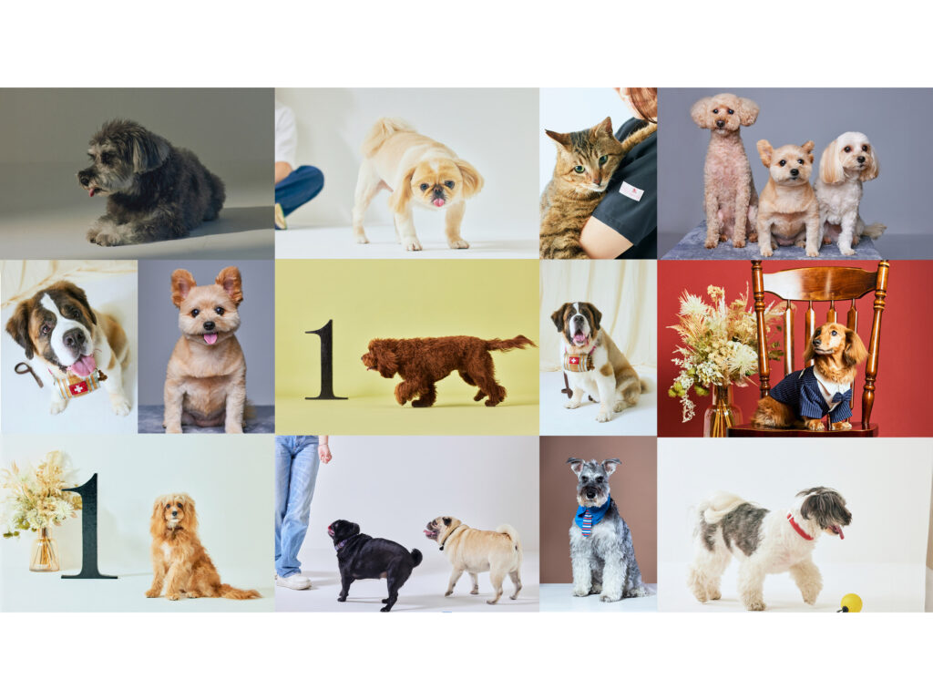 ペットと写真が撮れるお店